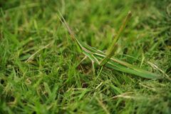 季夏　バッタ　Ⅱ