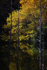 落日　近所の公園　Ⅱ
