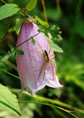 花と虫達　蜘蛛