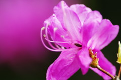 春爛漫　ミツバツツジ