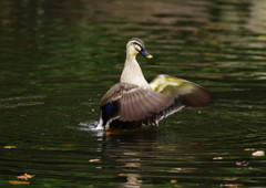 野鳥を探して　カモ　Ⅱ