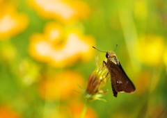 花と虫達　セセリチョウ