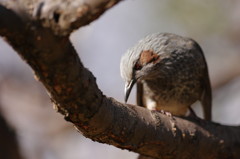 野鳥を探して　ヒヨドリ　Ⅲ