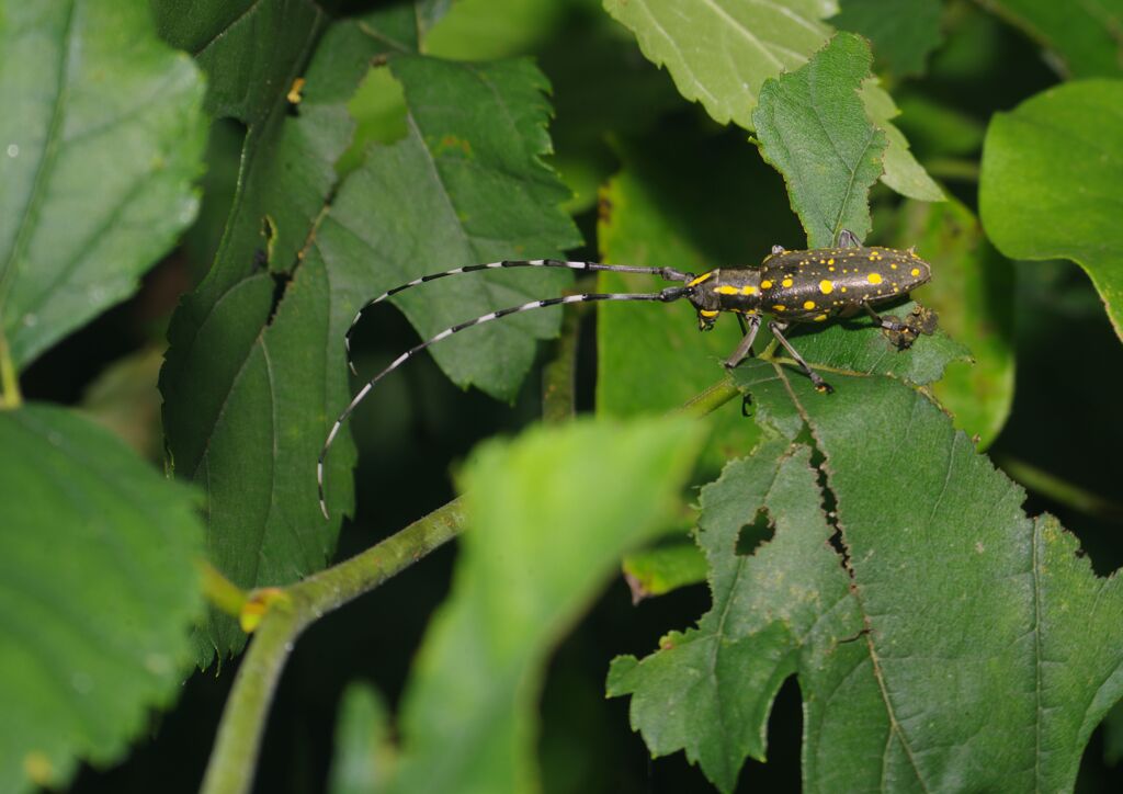 蝉時雨　ギボシカミキリ