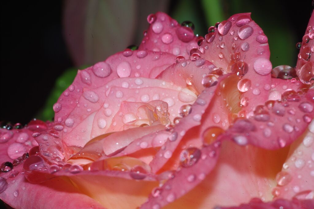 行秋　薔薇　Ⅱ