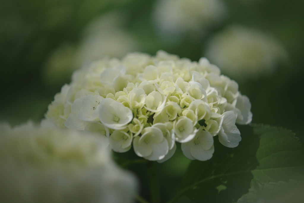 立夏　アジサイ