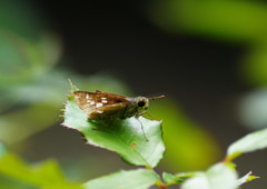 虫達を追って　セセリチョウ