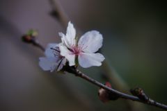 初春　冬桜　Ⅱ