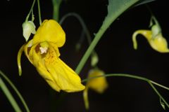 仲夏　ツリフネソウ