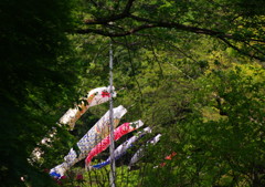 春爛漫　こいのぼり