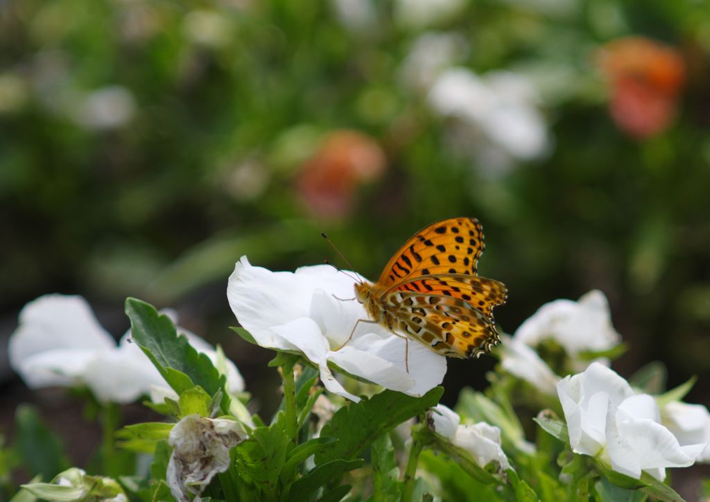 中春　ツマグロヒョウモン