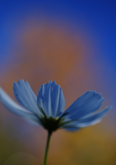 寒露　コスモス