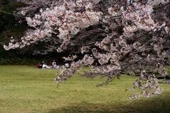 ソメイヨシノ満開