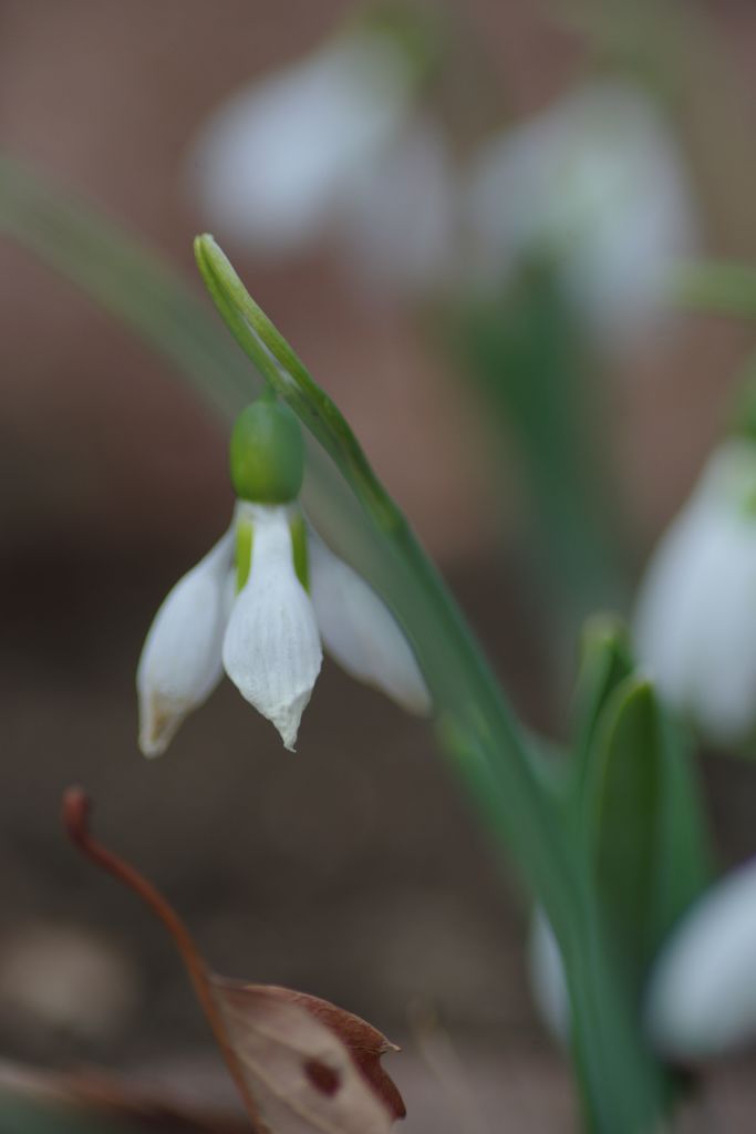 向春　スノードロップ　Ⅱ