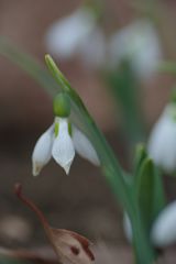 向春　スノードロップ　Ⅱ