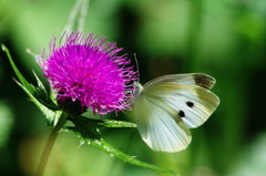 虫達を追って　モンシロチョウ　Ⅱ