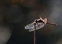 小春　アキアカネ