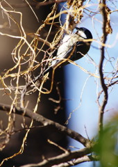 野鳥を探して　シジュウカラ