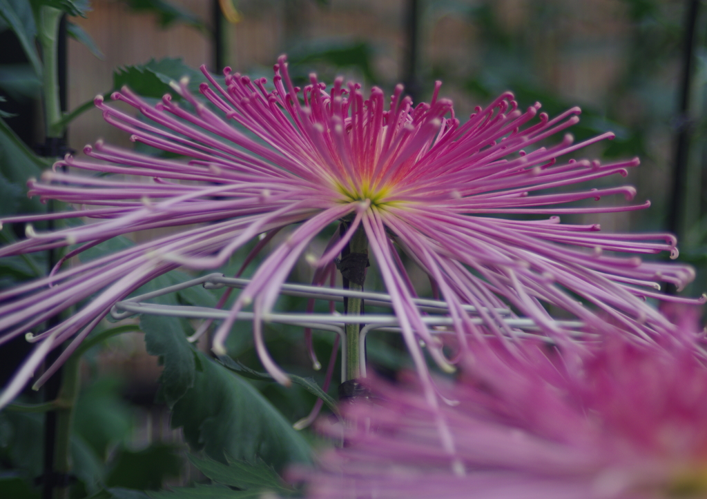 行秋　菊