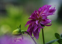 蝉鳴く　ダリア