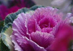 万物寒　ハボタン