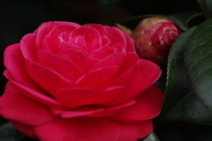 春を探して　つばき