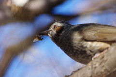 野鳥を探して　Ⅳ