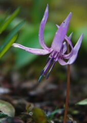 花春　カタクリ