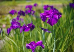 立夏　菖蒲　Ⅱ