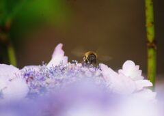 はつ夏　紫陽花