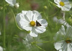 OLD LENS  コスモス