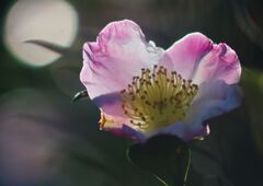 白露　サザンカ