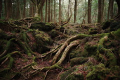 旅写真　青木が原樹海　Ⅱ