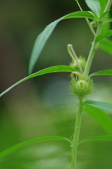 秋を探して　フウセントウウタ