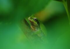 万緑　アマガエル