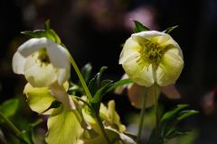 春光　クリスマスローズ