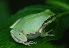 清涼　カエル