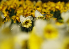 春を探して　水仙