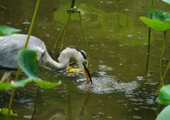 青楓　獲物を見つけたアオサギ