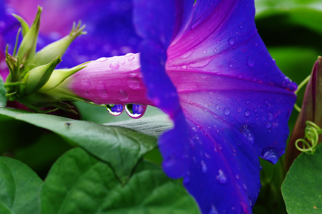 夏の花　アサガオ
