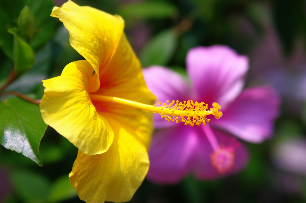 夏の花　ハイビスカス Ⅱ