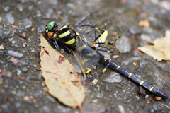 弱肉強食　ジョロウグモ