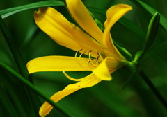 春爛漫　ヒメキスゲ　Ⅱ