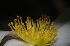 落日　サザンカ