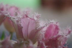 春色　チュウリップ　Ⅱ