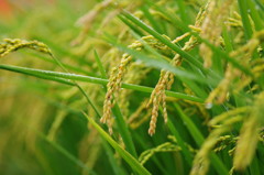 秋を探して　稲穂