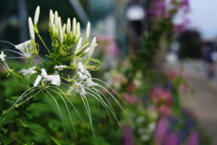 季夏　クレオメ