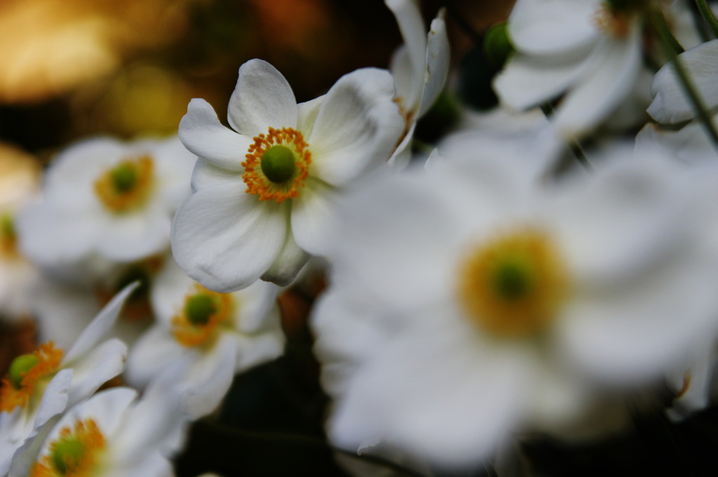 秋の花　シュウメイギク