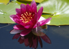 初夏を探して　スイレン