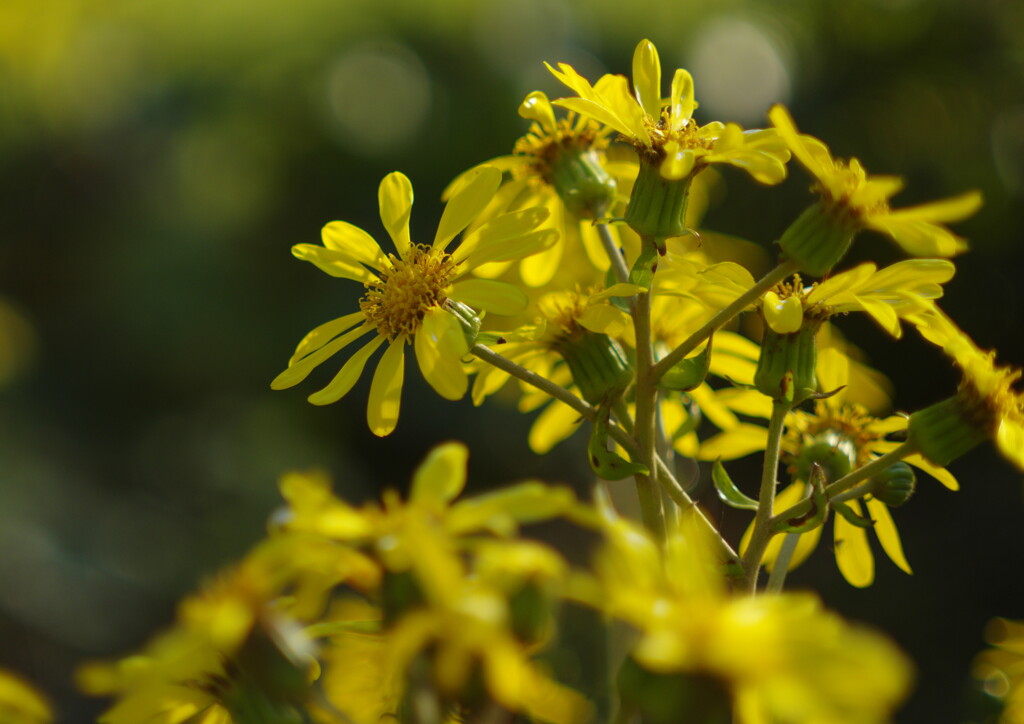 落日.　ツワブキ